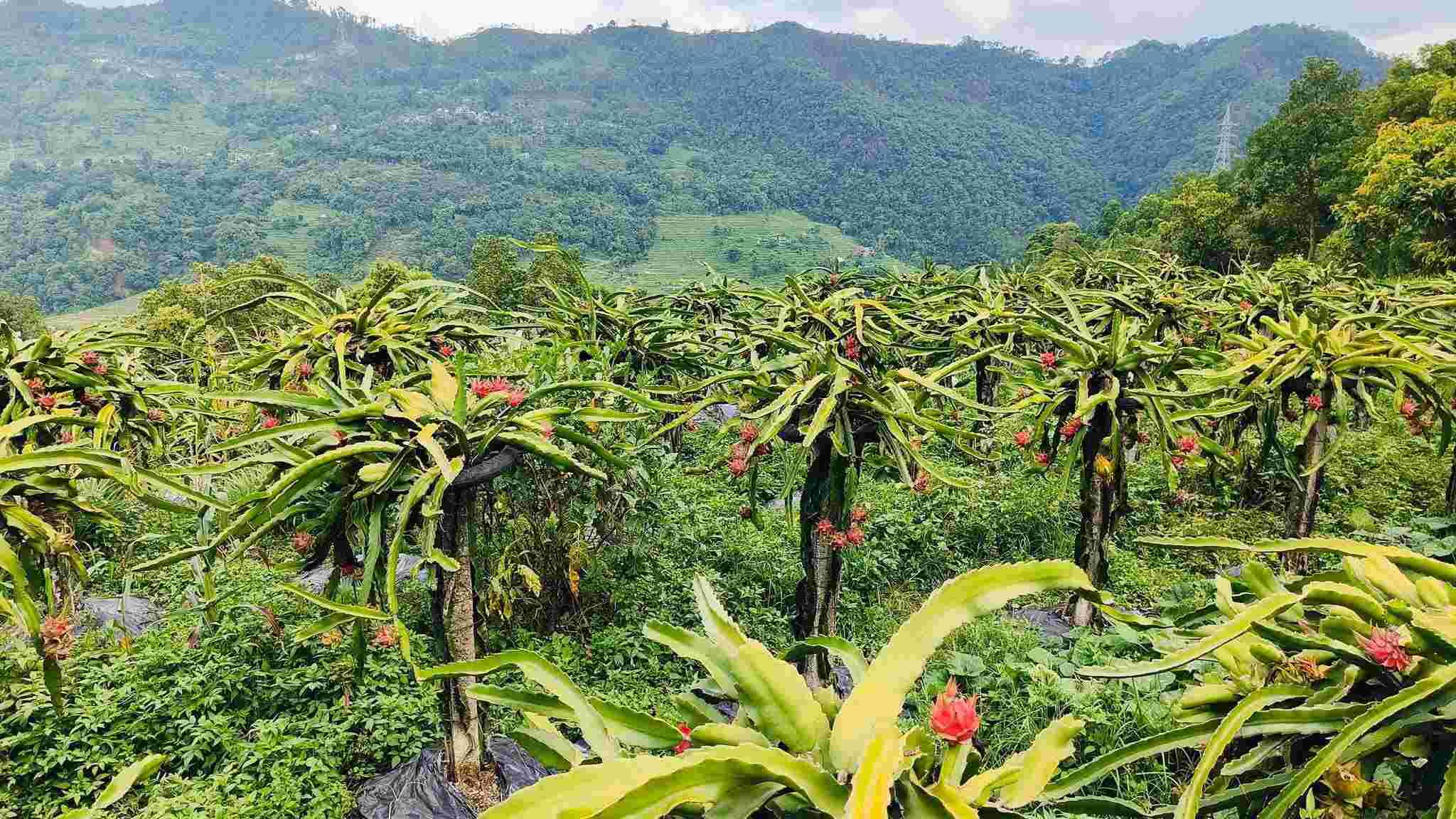 Dragon Fruit Farm at PAARC Nepal